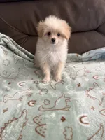 Thor, a male Pomapoo for sale in Pinon Hills, CA – 6 of 6