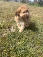 Elsa , a female Soft Coated Wheaten Terrier and Poodle - Miniature  for sale in Pinon Hills, CA – Photo 2 of 5