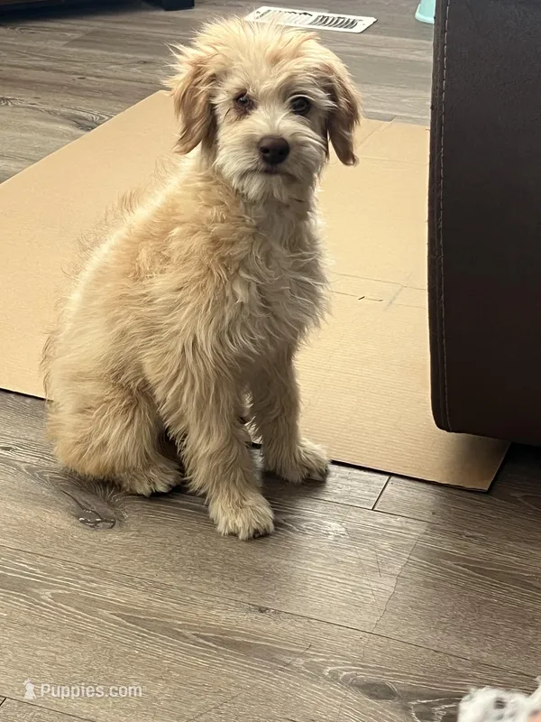 Elsa  – Soft Coated Wheaten Terrier, Poodle - Miniature  puppy for sale in Pinon Hills, CA