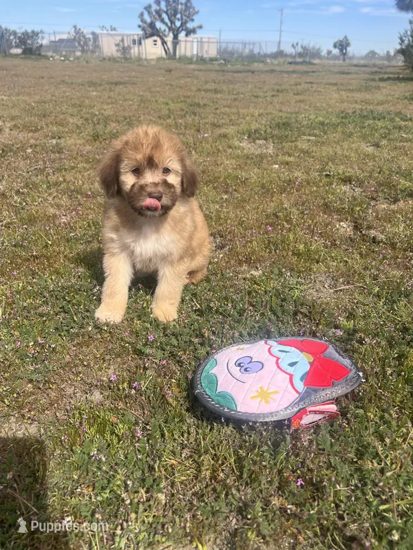 Elsa  – Soft Coated Wheaten Terrier, Poodle - Miniature  puppy for sale in Pinon Hills, CA