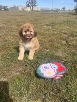 Elsa , a female Soft Coated Wheaten Terrier and Poodle - Miniature  for sale in Pinon Hills, CA – Photo 1 of 5