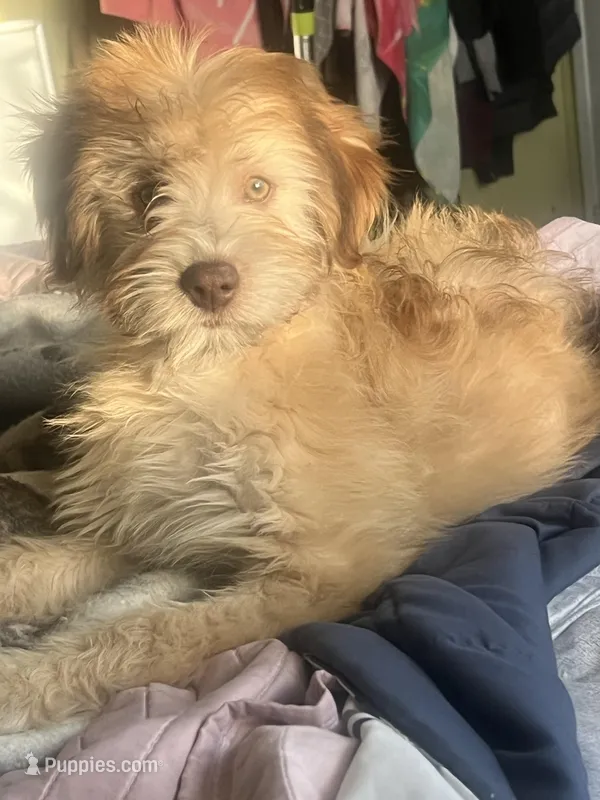 Elsa  – Soft Coated Wheaten Terrier, Poodle - Miniature  puppy for sale in Pinon Hills, CA