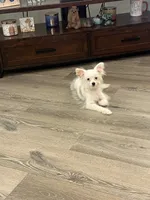 Pixie, a female Pomapoo for sale in Pinon Hills, CA – 2 of 3