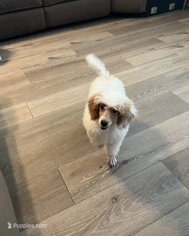 Duke AKC – Poodle - Miniature  puppy for sale in Pinon Hills, CA