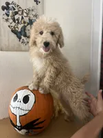 Ginger, a female Poodle - Miniature  for sale in Pinon Hills, CA – 3 of 4