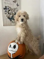 Ginger, a female Poodle - Miniature  for sale in Pinon Hills, CA – 4 of 4