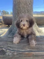 Coco, a female Poodle - Miniature  for sale in Pinon Hills, CA – 4 of 6