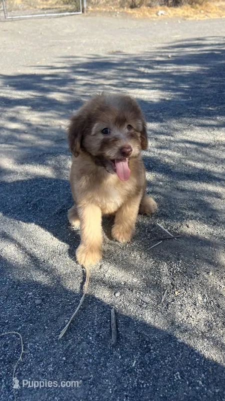 Mickey Green Eyes – Soft Coated Wheaten Terrier, Poodle - Miniature  puppy for sale in Pinon Hills, CA