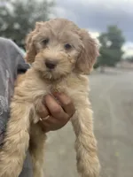 Biscuit , a male Poodle - Miniature  and Whoodle for sale in Pinon Hills, CA – 2 of 3