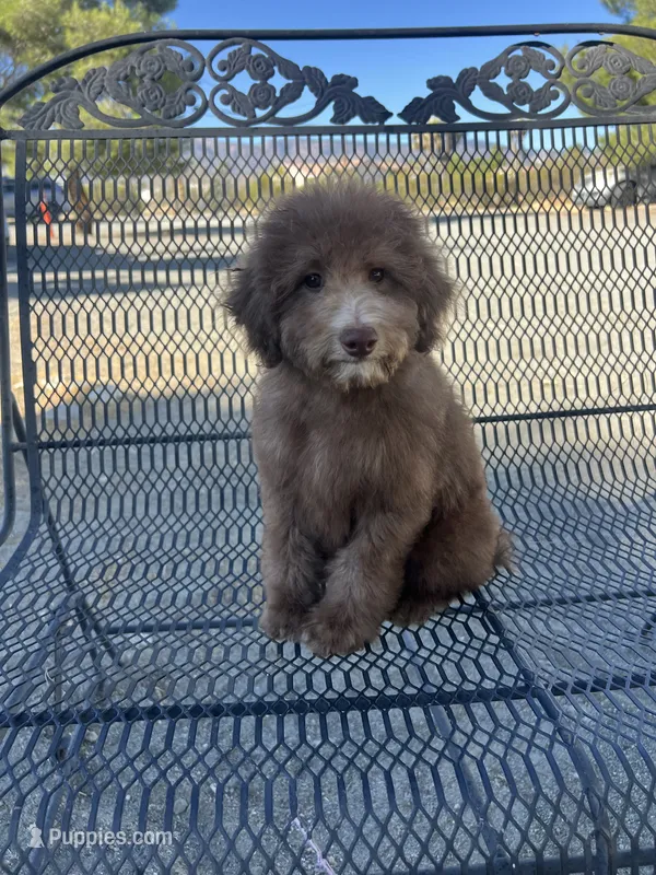 Hershey – Poodle - Miniature  puppy for sale in Pinon Hills, CA