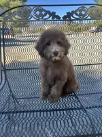 Hershey, a male Poodle - Miniature  for sale in Pinon Hills, CA – 1 of 8