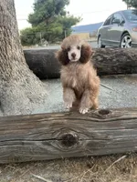 Mocha , a female Poodle - Miniature  for sale in Pinon Hills, CA – 4 of 5