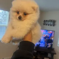 Olaf, a male Pomeranian for sale in Pinon Hills, CA – Photo 1 of 2