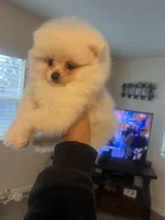 Olaf, a male Pomeranian for sale in Pinon Hills, CA – Photo 1 of 3