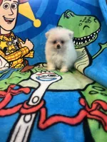 Olaf, a male Pomeranian for sale in Pinon Hills, CA – Photo 3 of 3