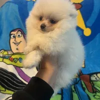 Olaf, a male Pomeranian for sale in Pinon Hills, CA – Photo 2 of 2