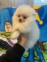 Olaf, a male Pomeranian for sale in Pinon Hills, CA – Photo 2 of 3