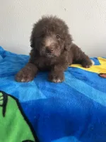 Woody , a male Poodle - Toy  for sale in Pinon Hills, CA – 4 of 5