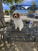 Duke, a male Poodle - Miniature  for sale in Pinon Hills, CA – 5 of 6