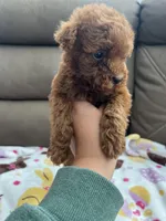 Bunny, a female Poodle - Miniature  for sale in Pinon Hills, CA – Photo 4 of 6