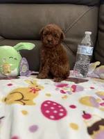 Bunny, a female Poodle - Miniature  for sale in Pinon Hills, CA – Photo 6 of 6