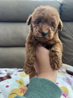 Bunny, a female Poodle - Miniature  for sale in Pinon Hills, CA – Photo 3 of 6