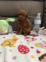 Bunny, a female Poodle - Miniature  for sale in Pinon Hills, CA – Photo 2 of 6