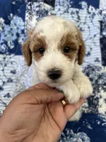 Chopper, a male Poodle - Miniature  for sale in Pinon Hills, CA – 5 of 7