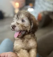 Buddy, a male Soft Coated Wheaten Terrier and Poodle - Miniature  for sale in Pinon Hills, CA – 5 of 5