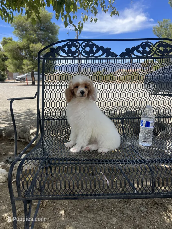 Duke – Poodle - Miniature  puppy for sale in Pinon Hills, CA