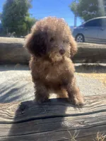 Coco, a female Poodle - Miniature  for sale in Pinon Hills, CA – 3 of 6