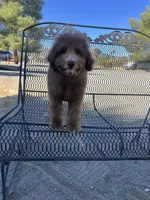 Hershey, a male Poodle - Miniature  for sale in Pinon Hills, CA – 3 of 8