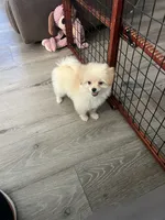 Thor, a male Pomapoo for sale in Pinon Hills, CA – 2 of 6