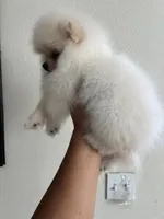 Skye, a female Pomeranian for sale in Pinon Hills, CA – 4 of 5
