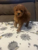 Rory, a male Poodle - Miniature  for sale in Pinon Hills, CA – 2 of 4