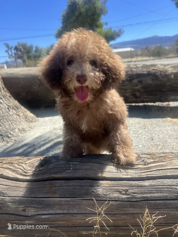 Coco – Poodle - Miniature  puppy for sale in Pinon Hills, CA