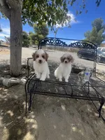 Duke, a male Poodle - Miniature  for sale in Pinon Hills, CA – 6 of 6