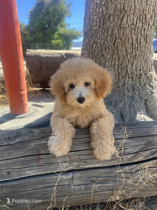 Ginger  – Poodle - Toy  puppy for sale in Pinon Hills, CA