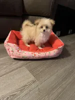 Lucy, a female Pomapoo for sale in Pinon Hills, CA – Photo 4 of 4