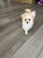 Lucy, a female Pomapoo for sale in Pinon Hills, CA – Photo 3 of 3