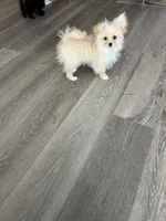 Lucy, a female Pomapoo for sale in Pinon Hills, CA – Photo 2 of 3