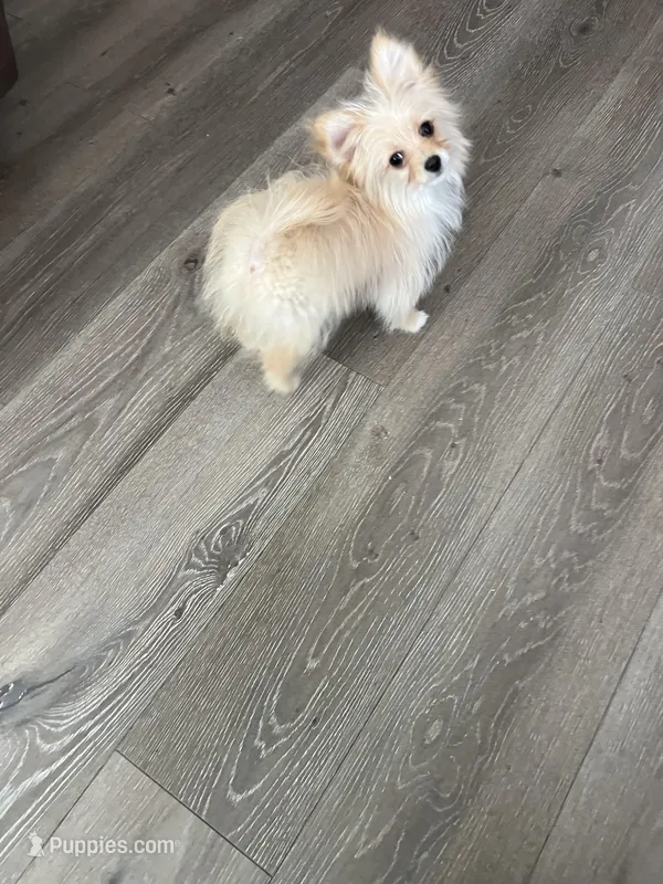 Lucy – Pomapoo puppy for sale in Pinon Hills, CA