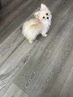 Lucy, a female Pomapoo for sale in Pinon Hills, CA – Photo 1 of 3