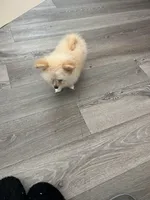 Lucy, a female Pomapoo for sale in Pinon Hills, CA – Photo 2 of 4