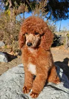 Duke AKC, a male Poodle - Miniature  for sale in Pinon Hills, CA – 9 of 10