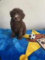 Woody , a male Poodle - Toy  for sale in Pinon Hills, CA – 1 of 5