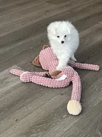 Marie, a female Pomapoo for sale in Pinon Hills, CA – 5 of 5