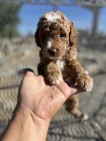 Bailey, a male Poodle - Miniature  for sale in Pinon Hills, CA – 2 of 5