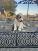 Spots, a male Poodle - Miniature  for sale in Pinon Hills, CA – 3 of 4