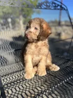 Buddy, a male Poodle - Miniature  and Whoodle for sale in Pinon Hills, CA – 3 of 5